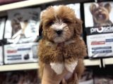 Tüy Dökmeyen Koku Yapmayan Maltipoo Yavrularımız