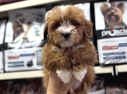 Tüy Dökmeyen Koku Yapmayan Maltipoo Yavrularımız görsel