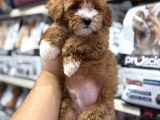 Tüy Dökmeyen Koku Yapmayan Mini Maltipoo Yavrularımız