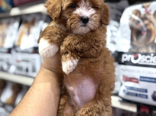 Tüy Dökmeyen Koku Yapmayan Mini Maltipoo Yavrularımız görsel