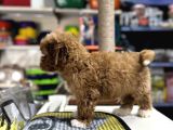 Tüy Dökmeyen Koku Yapmayan Mini Maltipoo Yavrularımız