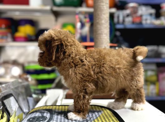 Tüy Dökmeyen Koku Yapmayan Mini Maltipoo Yavrularımız görsel