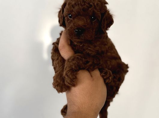 Çok Iddialıyız Daha Koyu Rengi Yok Teacup Poodle Yavrular görsel