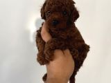 Dark Red Brown En Koyusundan Poodle Yavrular Çok Iddialıyız
