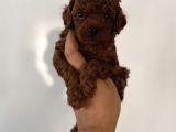 Çok Iddialıyız Daha Koyu Rengi Yok Teacup Poodle Yavrular