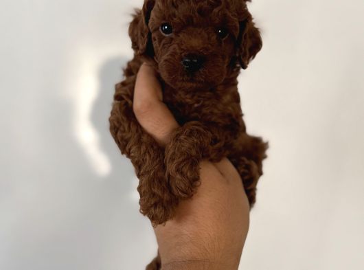 Dark Red Brown En Koyusundan Poodle Yavrular Çok Iddialıyız görsel
