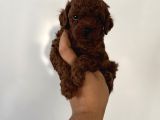 Çok Iddialıyız Daha Koyu Rengi Yok Teacup Poodle Yavrular