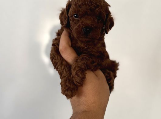 Çok Iddialıyız Daha Koyu Rengi Yok Teacup Poodle Yavrular görsel