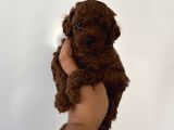 Çok Iddialıyız Daha Koyu Rengi Yok Teacup Poodle Yavrular