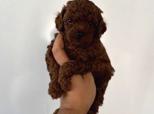 Çok Iddialıyız Daha Koyu Rengi Yok Teacup Poodle Yavrular görsel