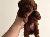 Kore poodle yavrular kg garantili teacup