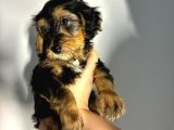 Bernedoodle Yavruları