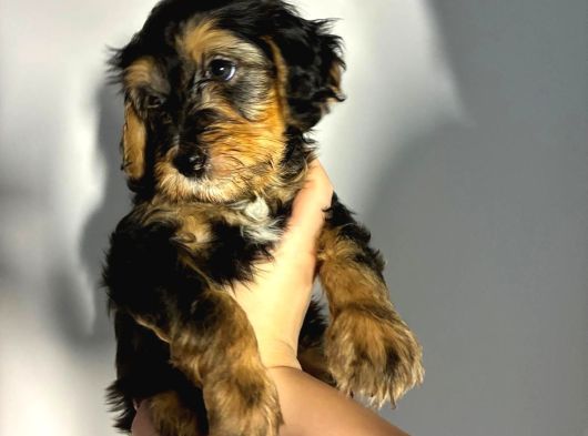 Bernedoodle Yavruları görsel