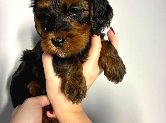 Bernedoodle Yavruları