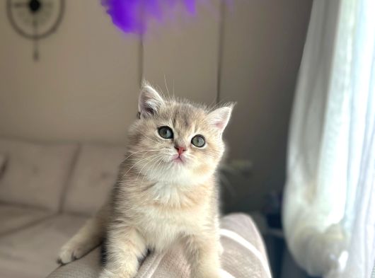 Bluegolden Ay11 Bri̇ti̇sh Shorthai̇r görsel