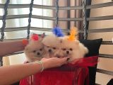 Pomarian Boo Tedy Bear Şampiyon Scr Anne Babadan A Pedigre