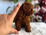 Bir Avuç Poodle Bebiş