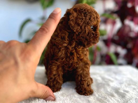 Bir Avuç Poodle Bebiş görsel