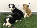 Border collie yavruları BLUE MARLEY VE SİYAH BEYAZ
