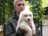 Samoyed Yavrularımız Mama Ve Malzeme Kampanyalı