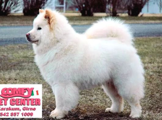 Samoyed Yavrularımız Mama Ve Malzeme Kampanyalı görsel