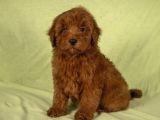mini boy red brown maltipoo kızımız