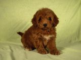 MİNİ BOY YAKIŞIKLI MALTİPOO OĞLUMUZ