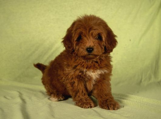 Mi̇ni̇ Boy Yakişikli Malti̇poo Oğlumuz