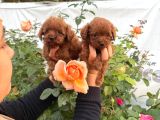 Kore Toy Poodl Yavrularımız Ruhsatlı Çiftliği Mızden