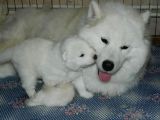 Samoyed Yavrularımız Mama Ve Malzeme Kampanyalı