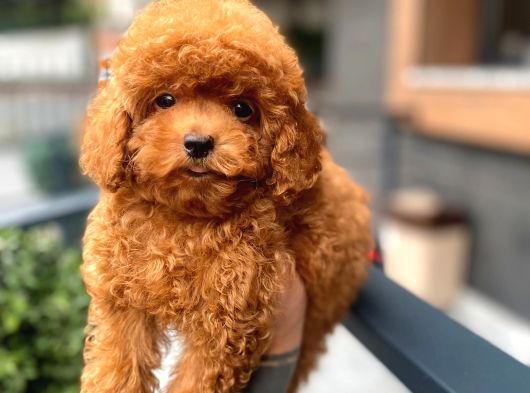 Pasaport ve microchipli Red ToyPoodle Yavrularımız