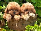 Kore Kan Maltipoo Sıfır Numara Yavrular