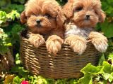 Kore Kan Maltipoo Sıfır Numara Yavrular