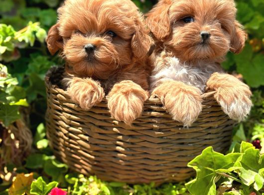 Kore Kan Maltipoo Sıfır Numara Yavrular görsel