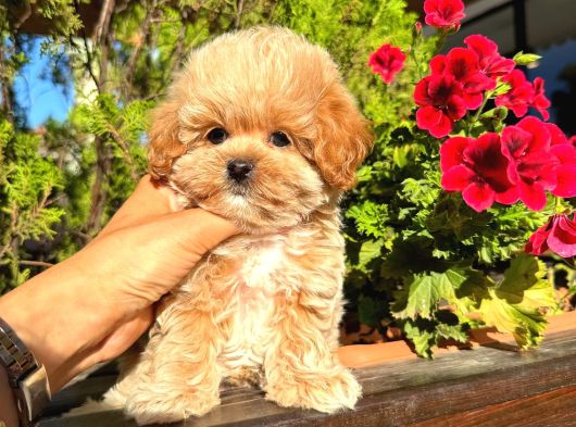 Kore Kan Maltipoo Sıfır Numara Yavrular görsel
