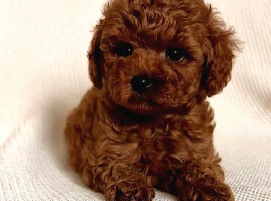Orji̇nal Toy Poodle Red Brown