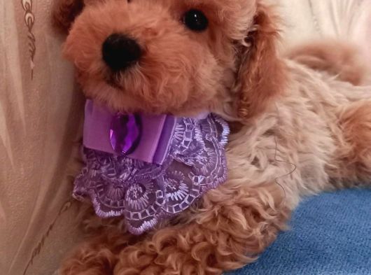 Orji̇nal Toy Poodle Red Brown görsel