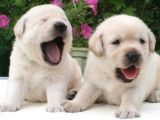 Labrador Yavruları Mama Ve Malzeme Kampanyalı