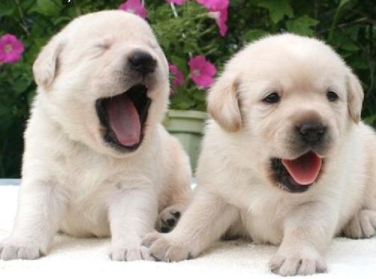 Labrador Yavruları Mama Ve Malzeme Kampanyalı görsel