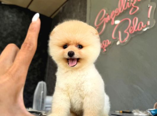 Teddybear Pomerian Yavrularımız Dişi Ve  Erkek görsel
