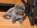 Baba Scottish Fold Anne British Yavrular