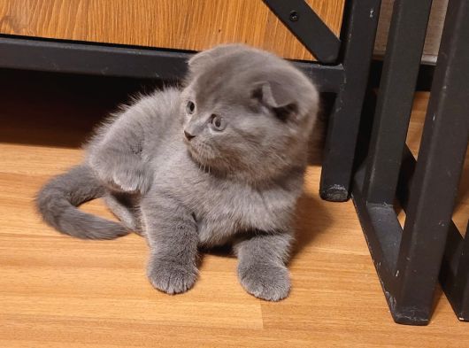 Baba Scottish Fold Anne British Yavrular görsel