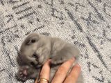 Baba Scottish Fold Anne British Yavrular