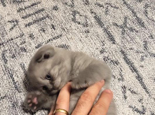 Baba Scottish Fold Anne British Yavrular görsel