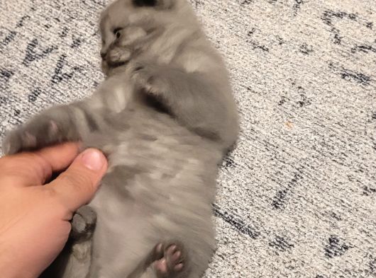 Baba Scottish Fold Anne British Yavrular görsel