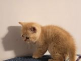 Baba Scottish Fold Anne British Yavrular
