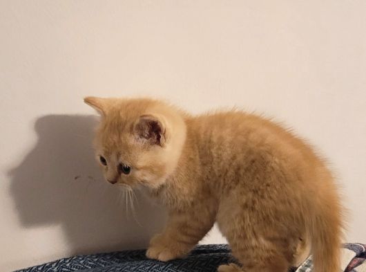 Baba Scottish Fold Anne British Yavrular görsel