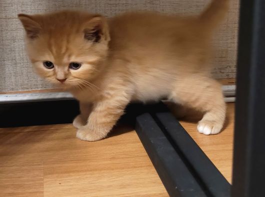 Baba Scottish Fold Anne British Yavrular