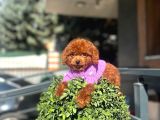 Micro Poodle Dişi Yavrum