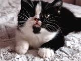 Show Kalite British Shorthair Bebeklerimiz